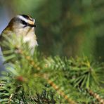 SOMMERGOLDHÄHNCHEN