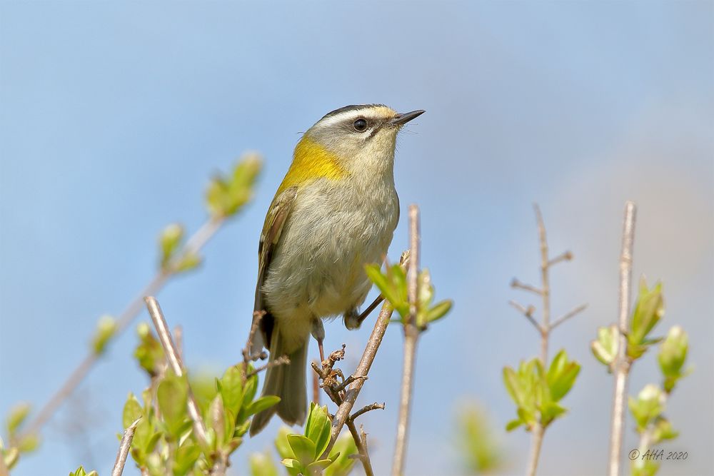 Sommergoldhähnchen