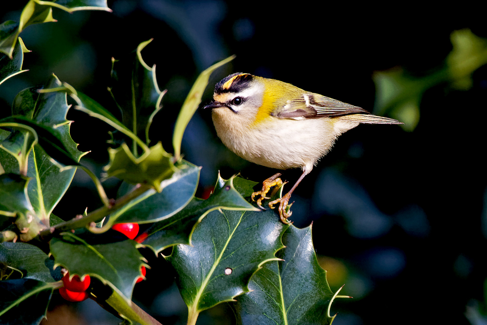 Sommergoldhähnchen