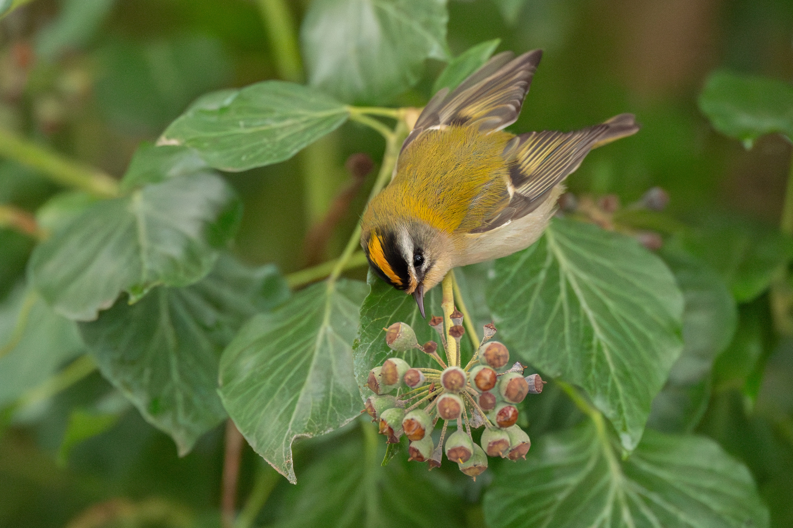 Sommergoldhähnchen