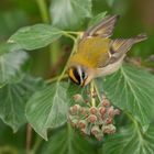 Sommergoldhähnchen