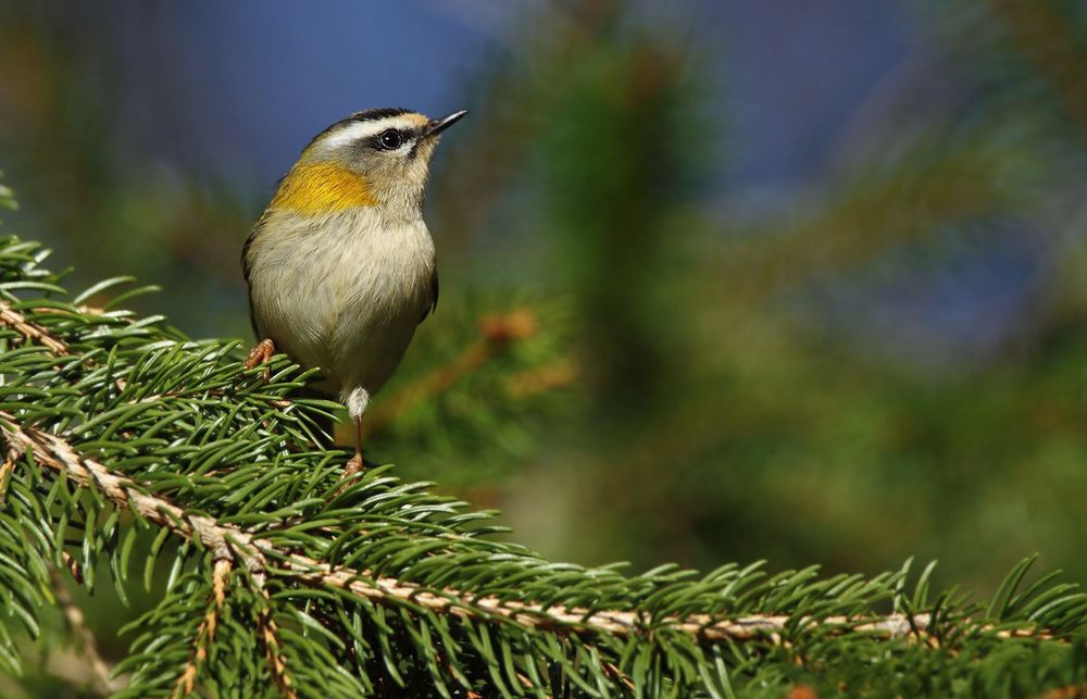 "SOMMERGOLDHÄHNCHEN"