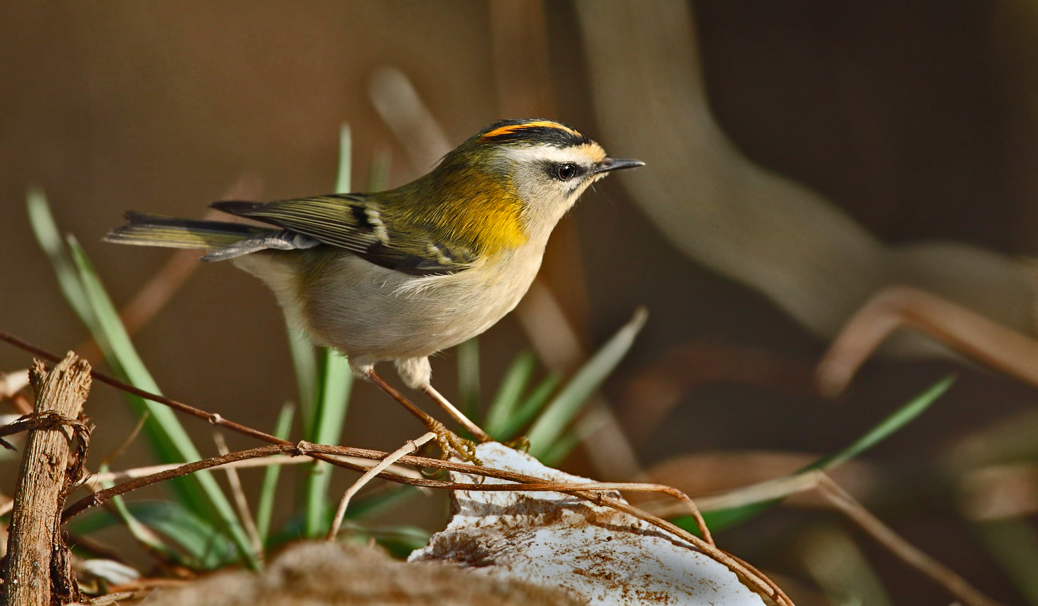 Sommergoldhähnchen