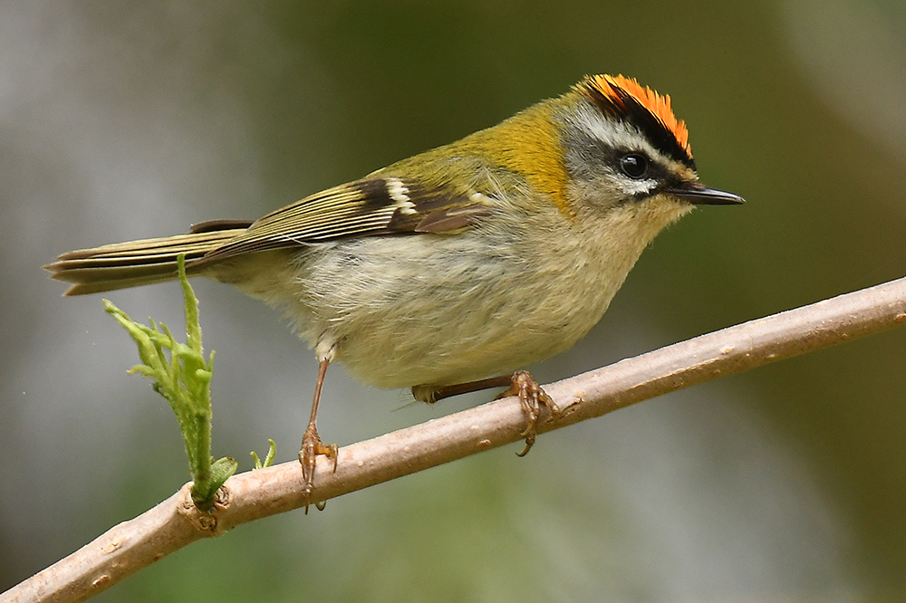 Sommergoldhähnchen 