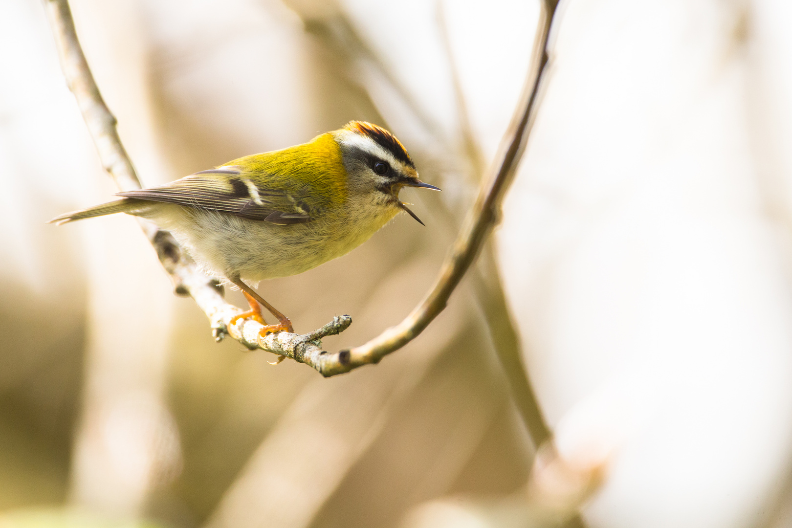 Sommergoldhähnchen Foto & Bild deutschland, europe, baden