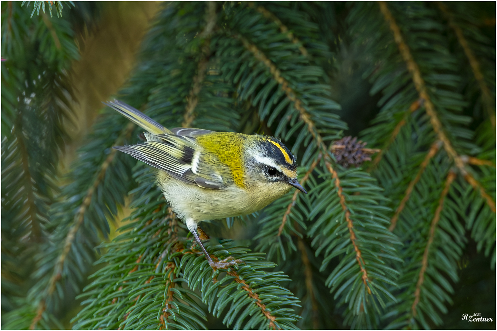 Sommergoldhähnchen