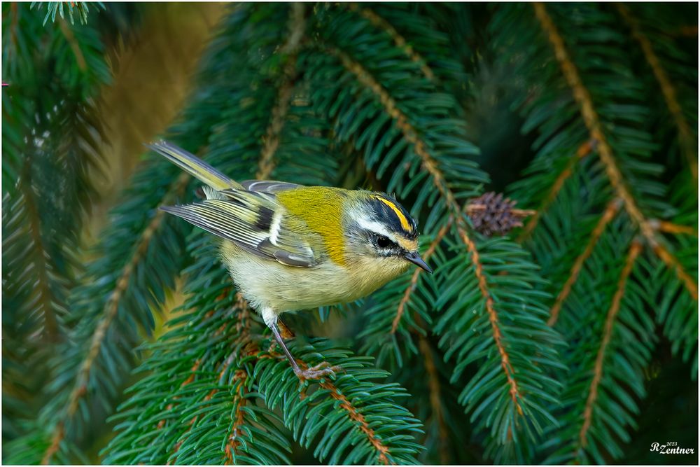 Sommergoldhähnchen