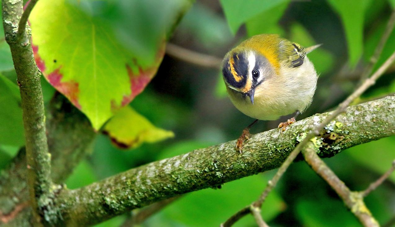 Sommergoldhähnchen