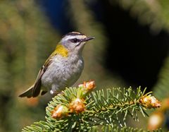 Sommergoldhähnchen