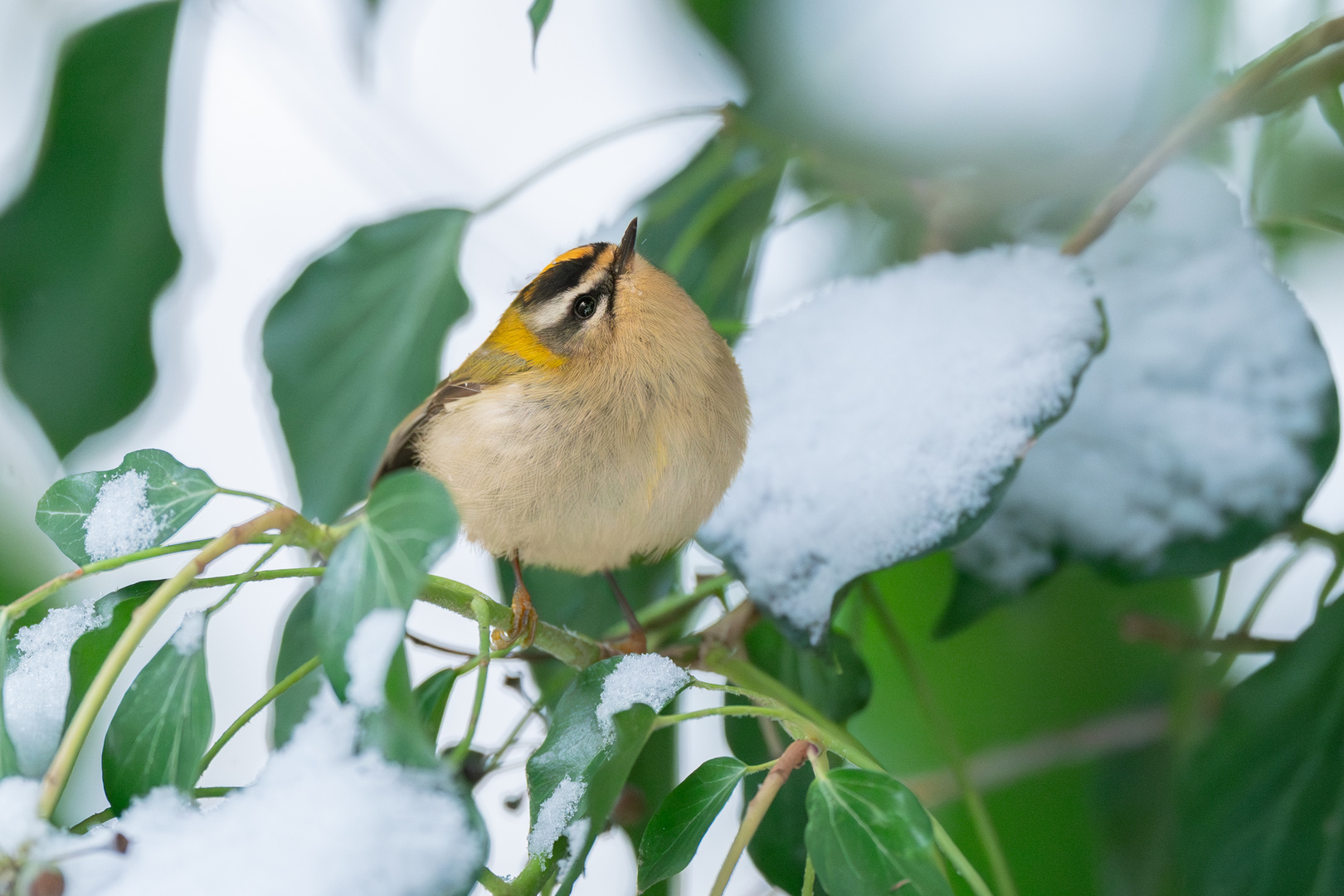 Sommergoldhähnchen