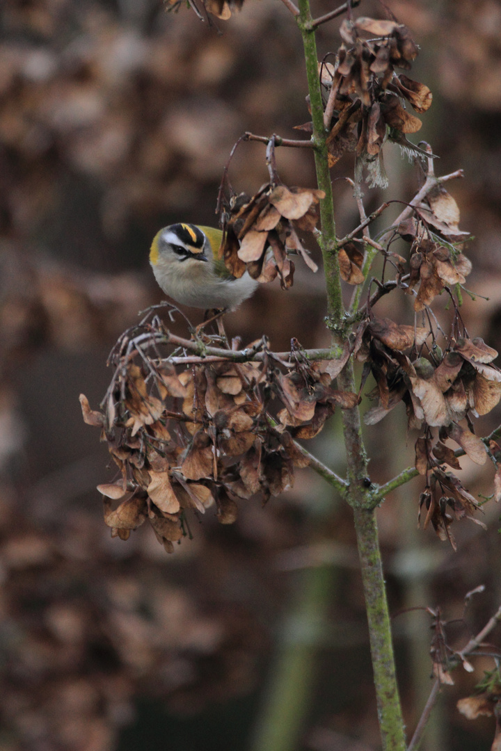 Sommergoldhähnchen