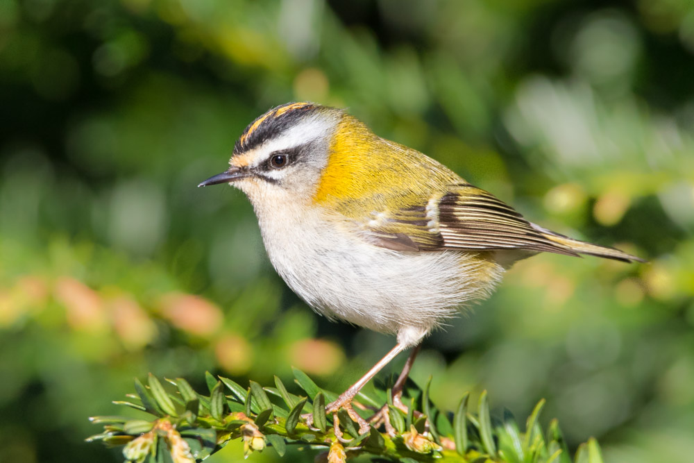 Sommergoldhähnchen