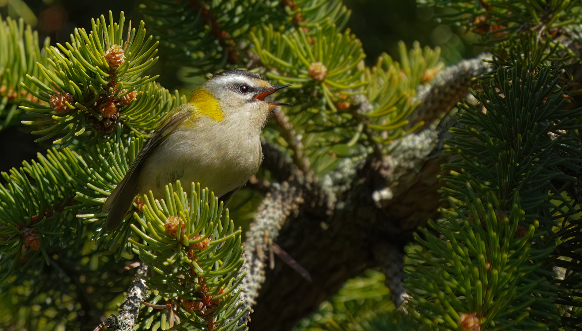 Sommergoldhähnchen