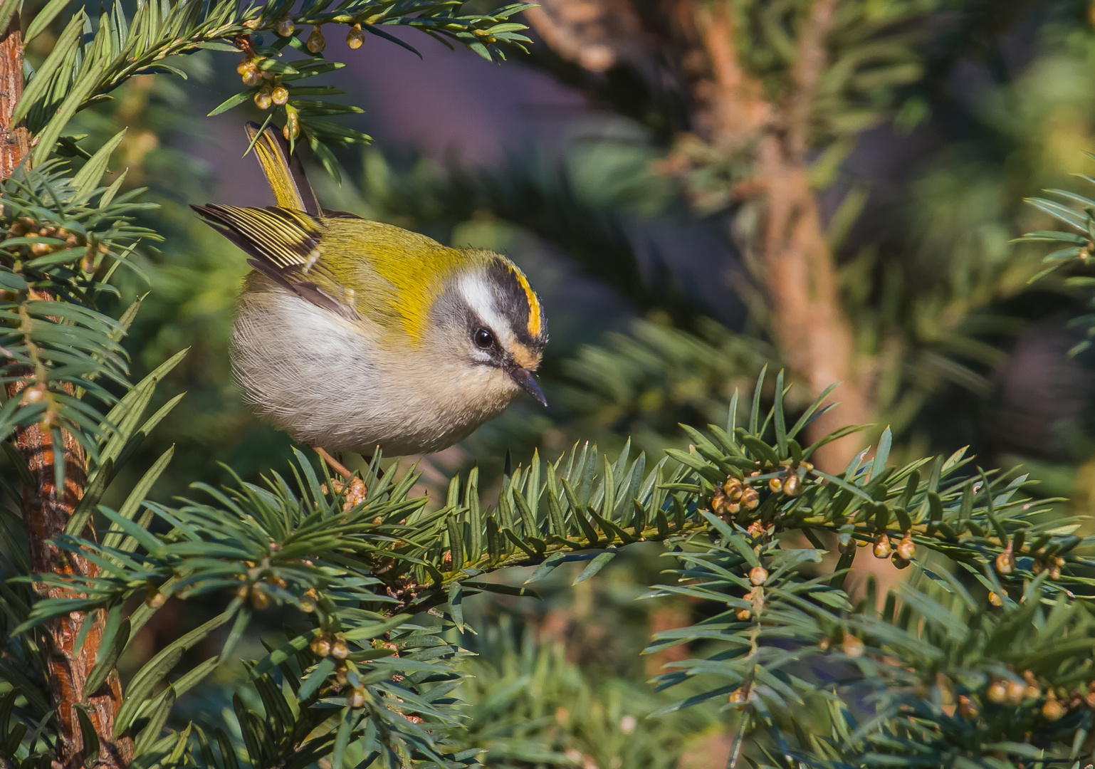 Sommergoldhähnchen 