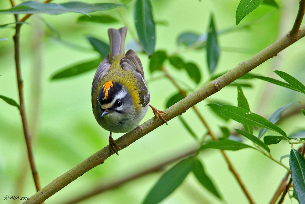 Sommergoldhähnchen