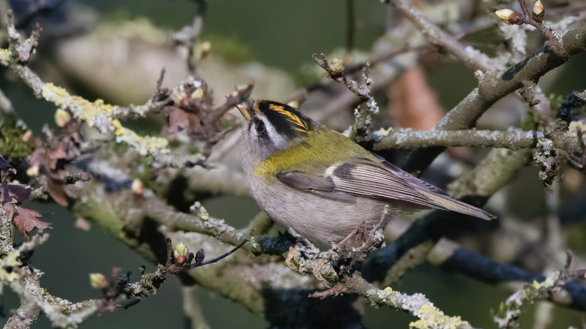 Sommergoldhähnchen