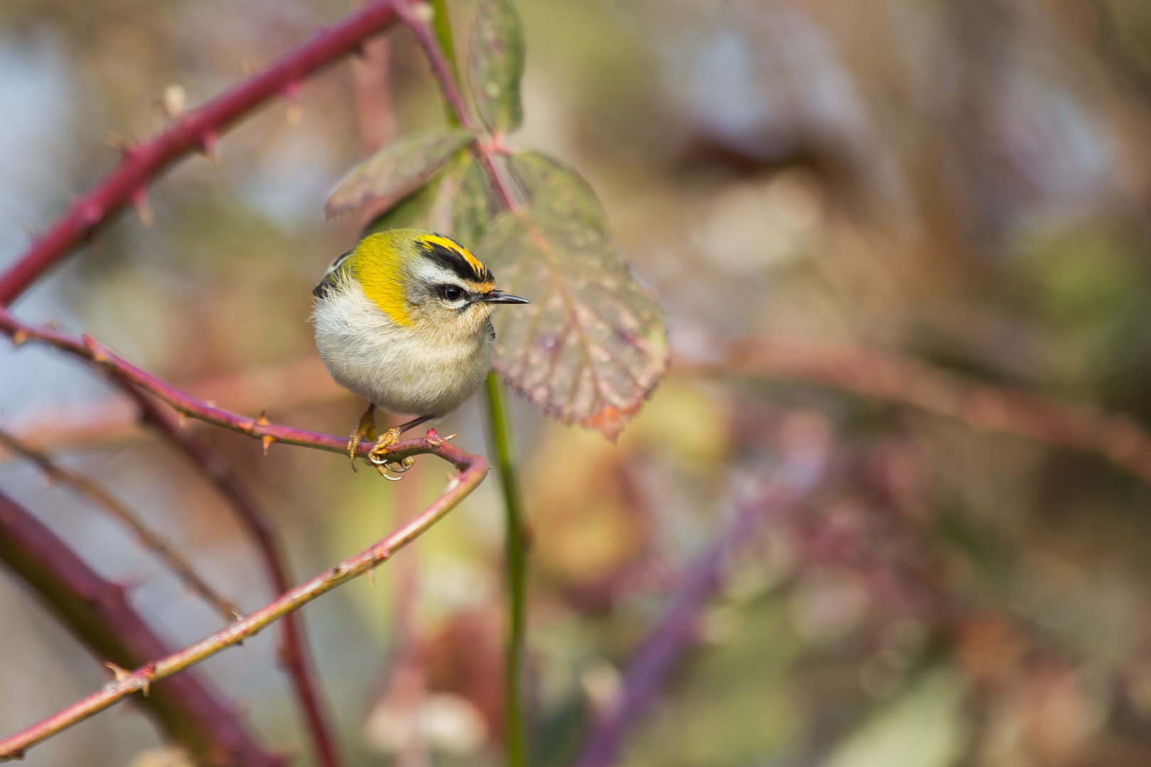 Sommergoldhähnchen