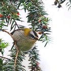 Sommergoldhähnchen