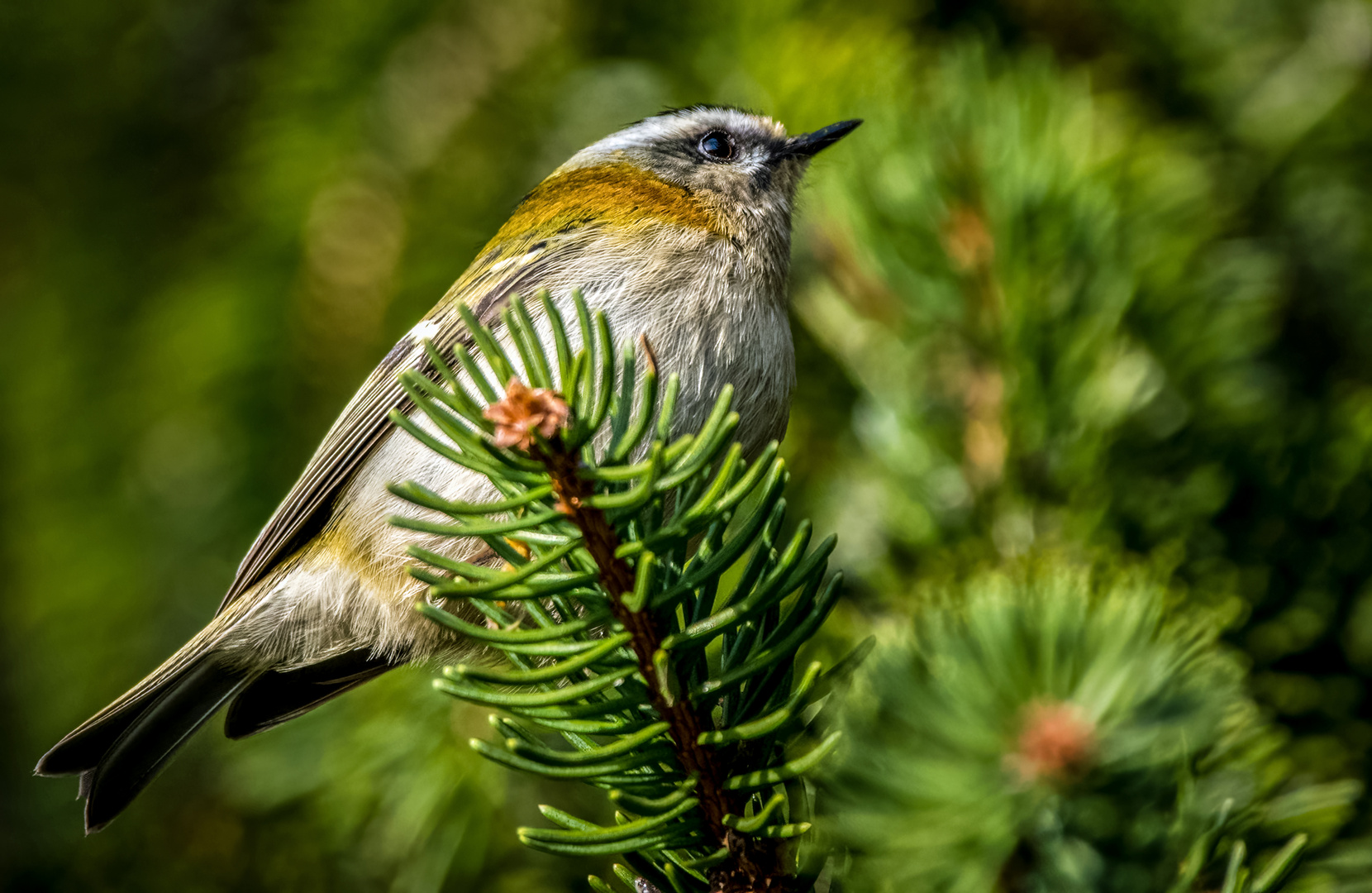 SOMMERGOLDHÄHNCHEN