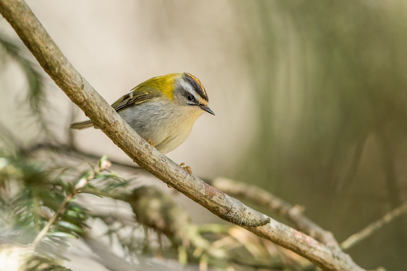 Sommergoldhähnchen