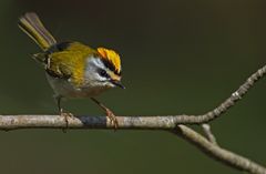 °S°O°M°M°E°R°G°O°L°D°H°Ä°H°N°C°H°E°N