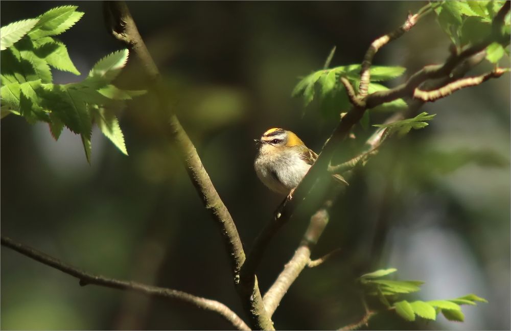 Sommergoldhähnchen