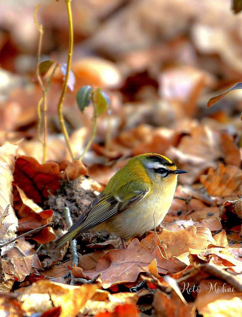 Sommergoldhähnchen