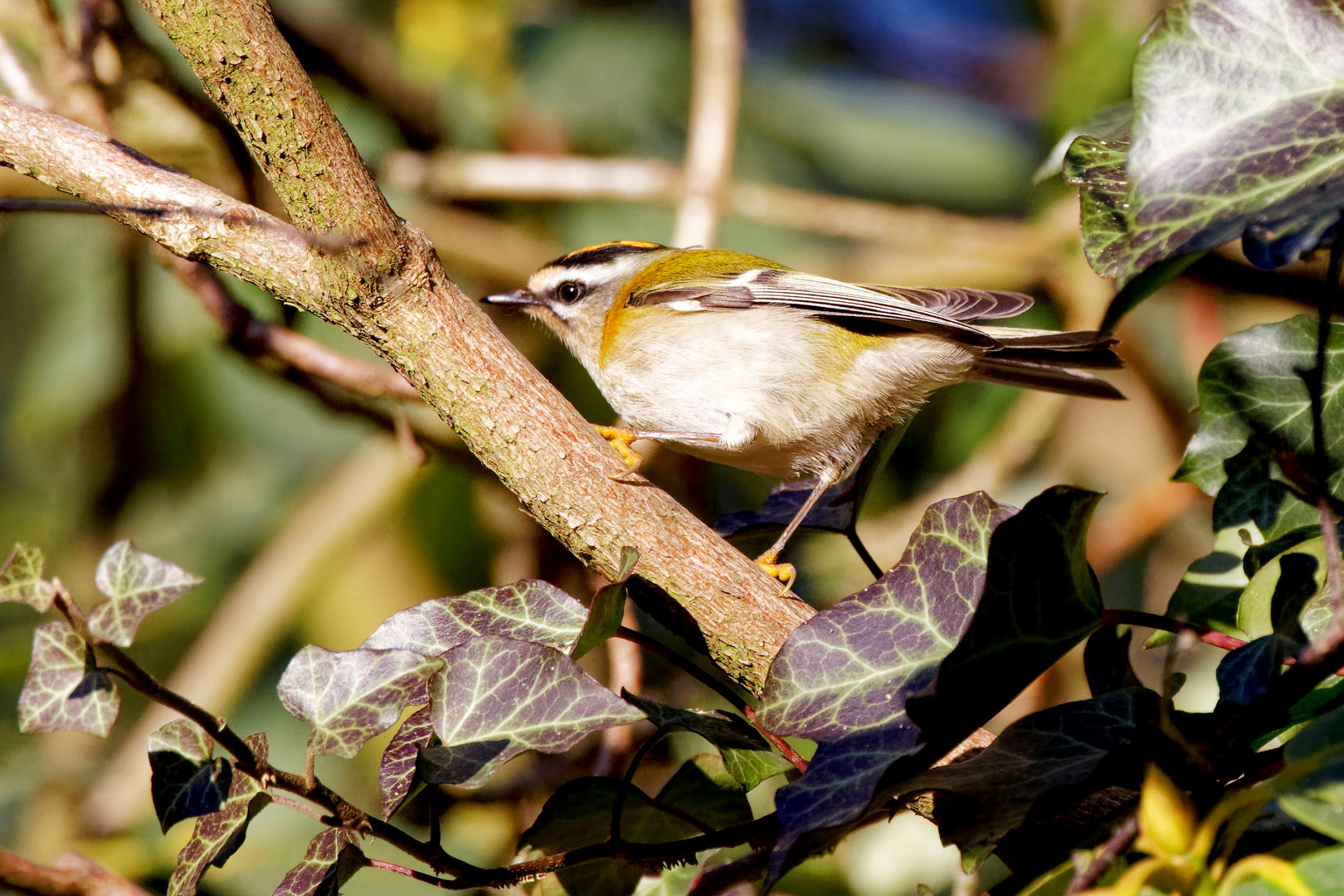 Sommergoldhähnchen