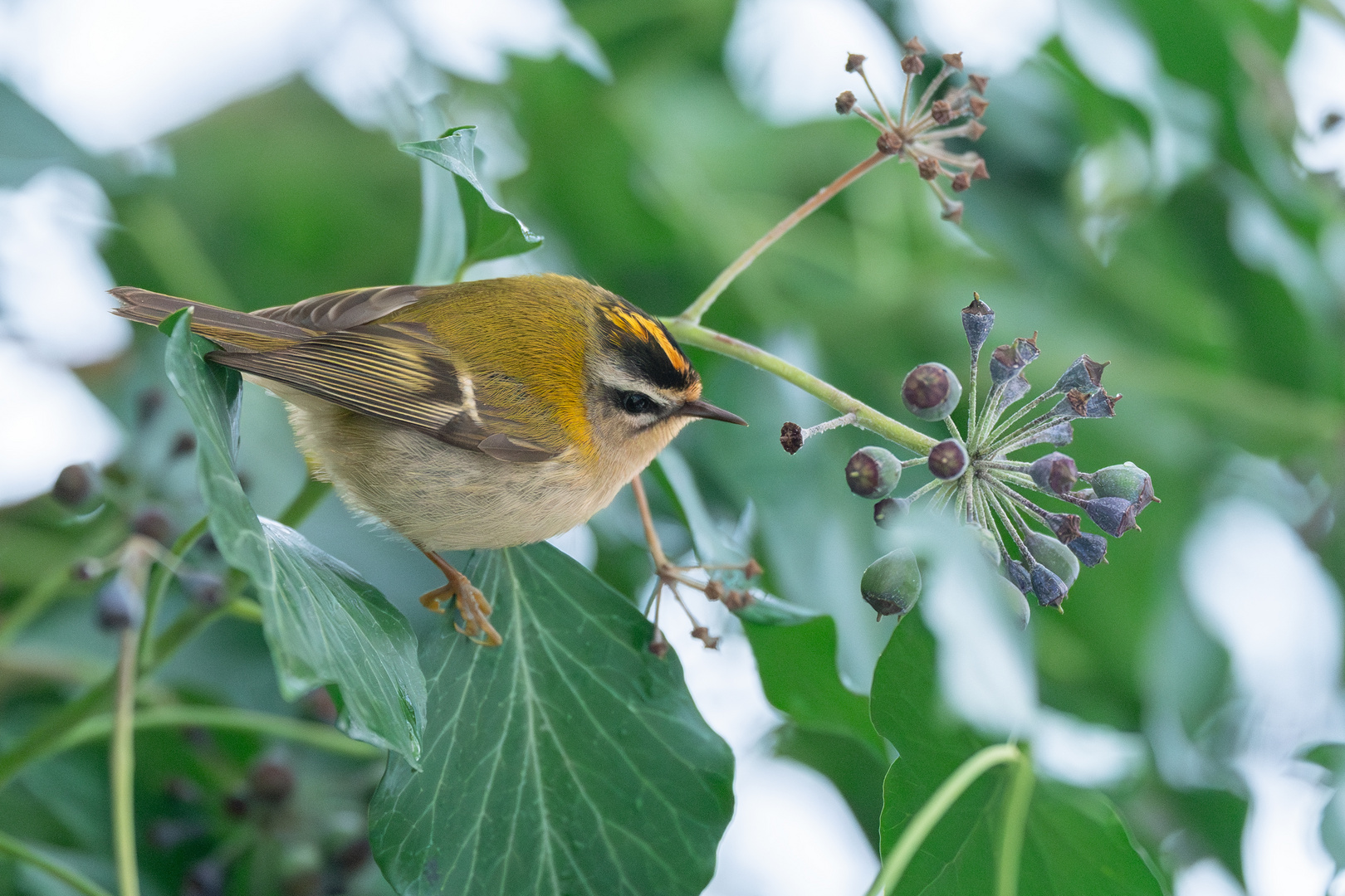 Sommergoldhähnchen