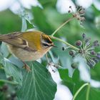 Sommergoldhähnchen