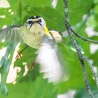 "SOMMERGOLDHÄHNCHEN"