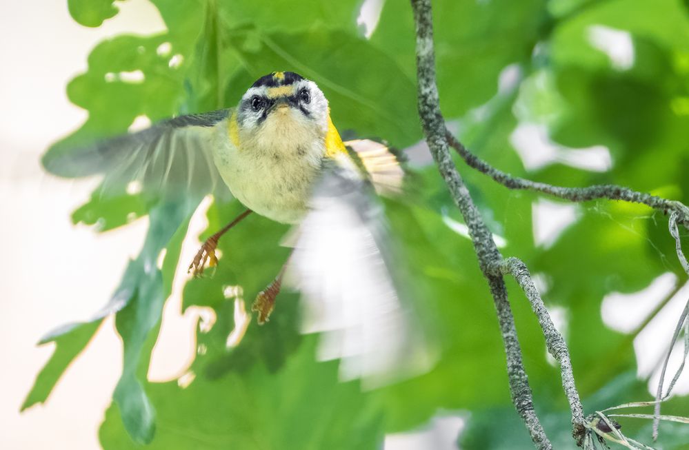 "SOMMERGOLDHÄHNCHEN"