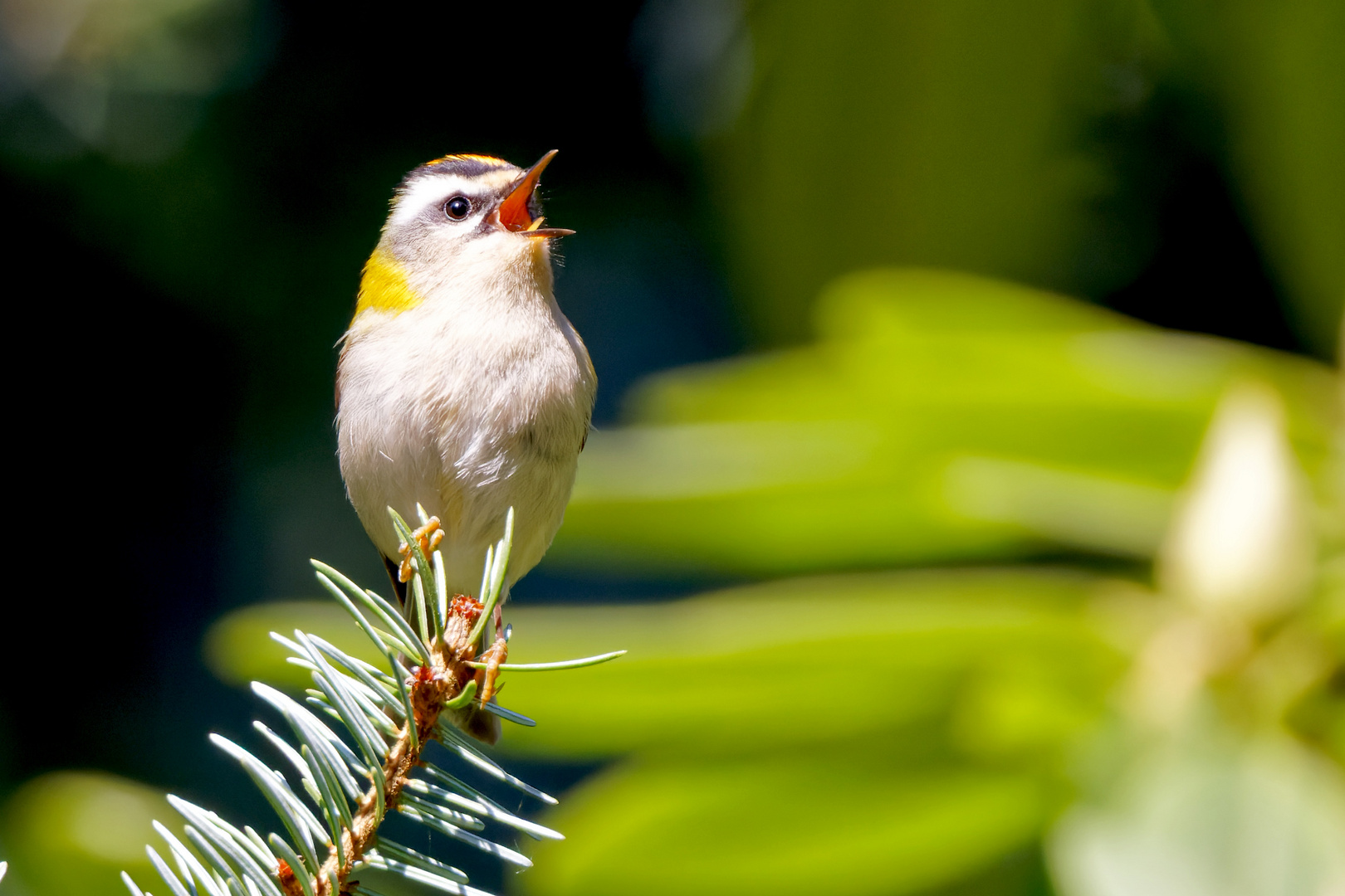 Sommergoldhähnchen