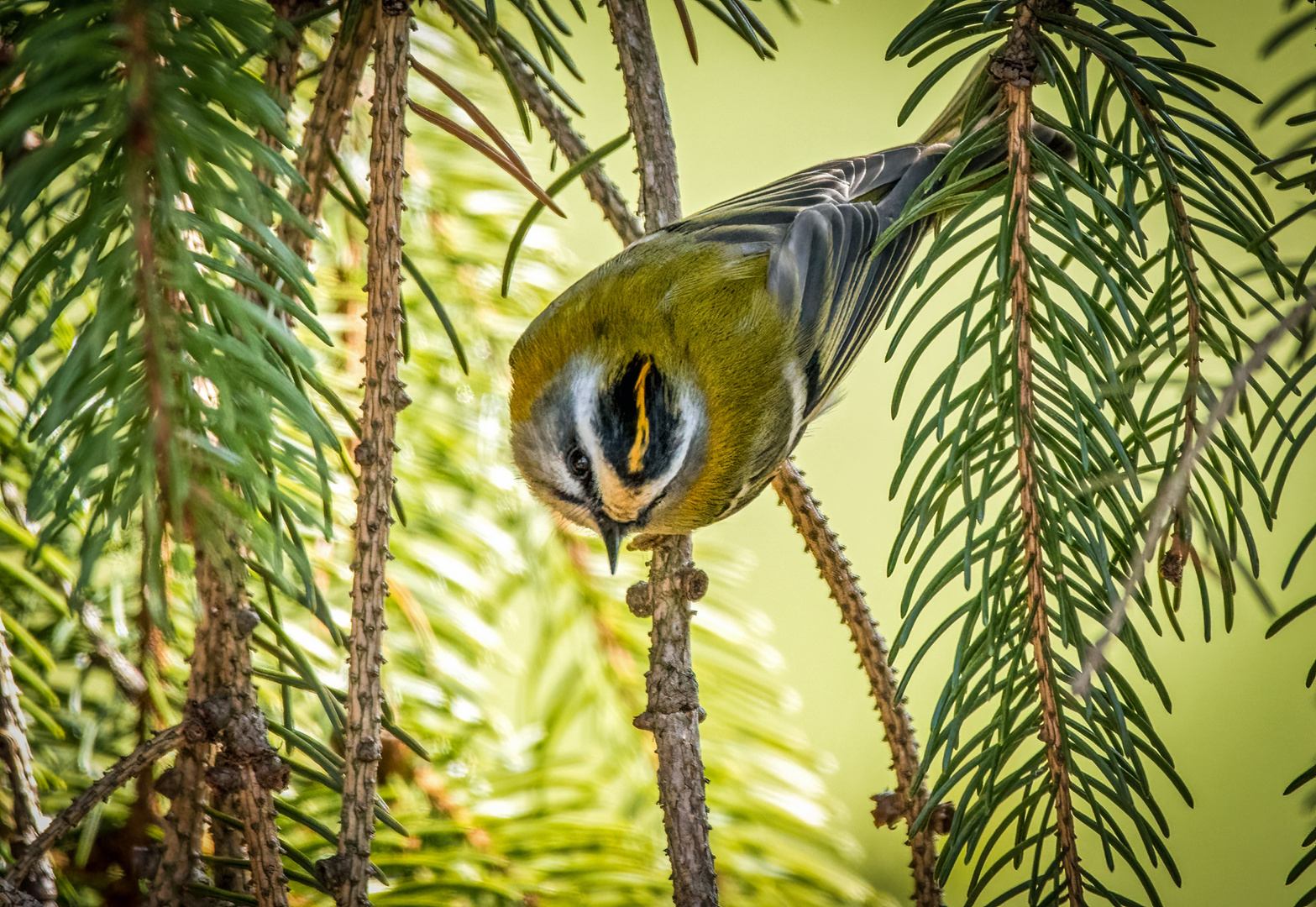 "SOMMERGOLDHÄHNCHEN"