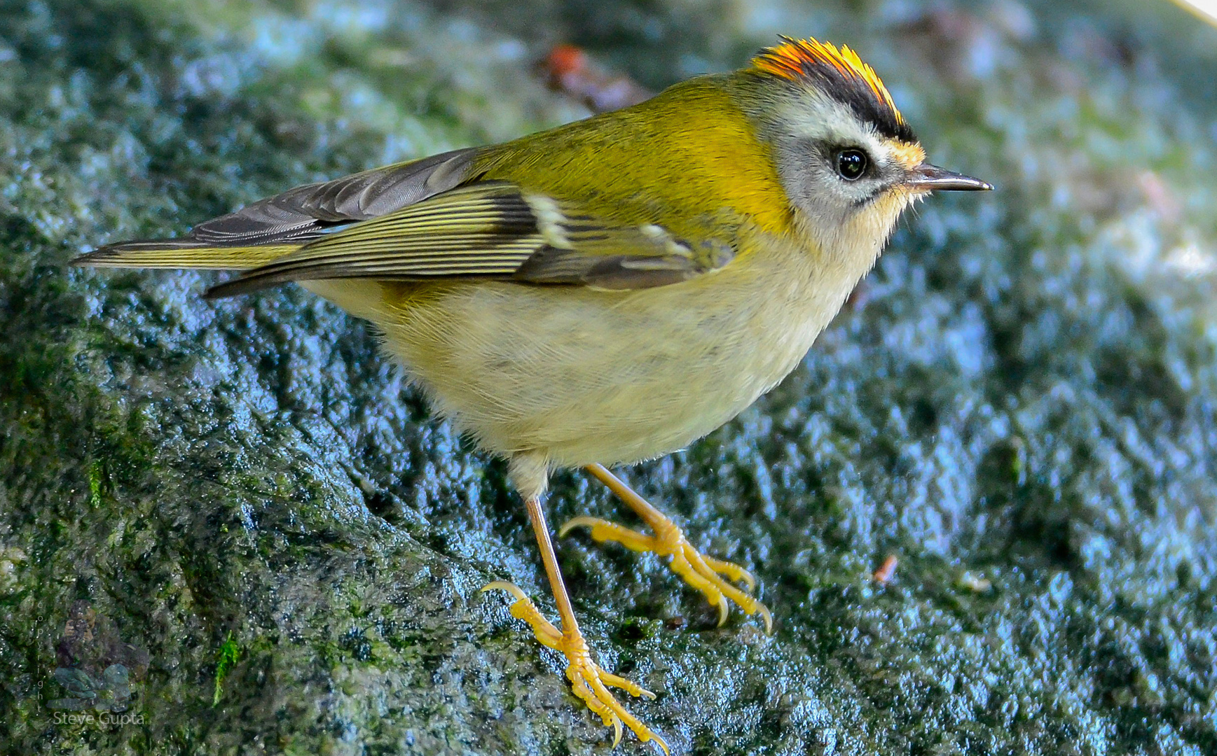 Sommergoldhähnchen Bilder: Bring the Joy of Nature into Your Home!