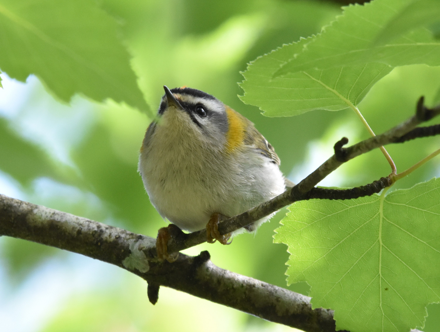 Sommergoldhähnchen