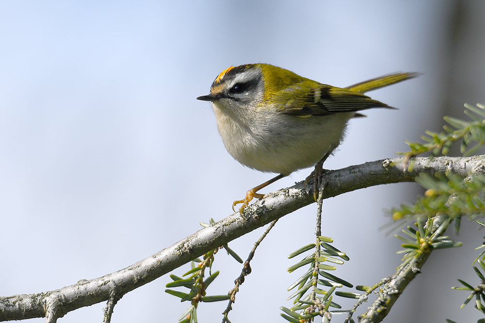 Sommergoldhähnchen 