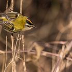 Sommergoldhähnchen