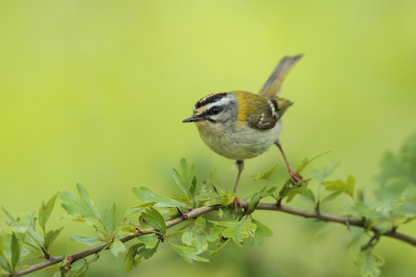 Sommergoldhähnchen