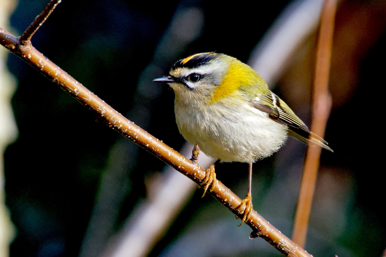 Sommergoldhähnchen