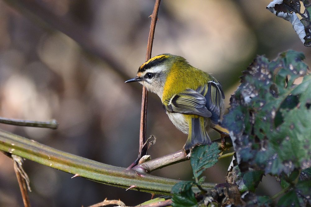 Sommergoldhähnchen