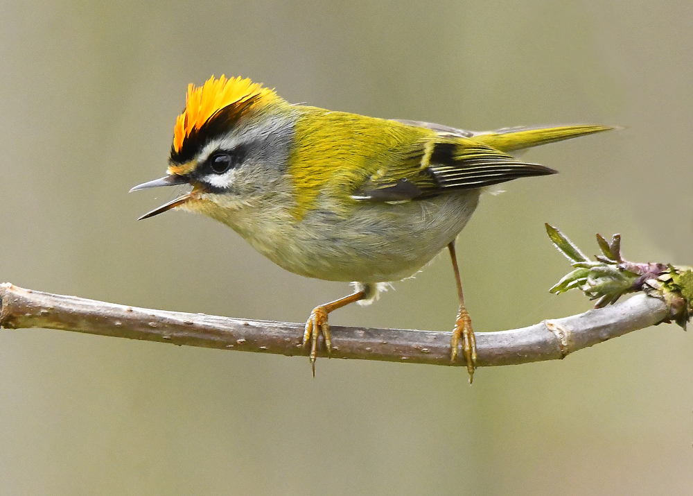 Sommergoldhähnchen Bilder: Bring the Joy of Nature into Your Home!