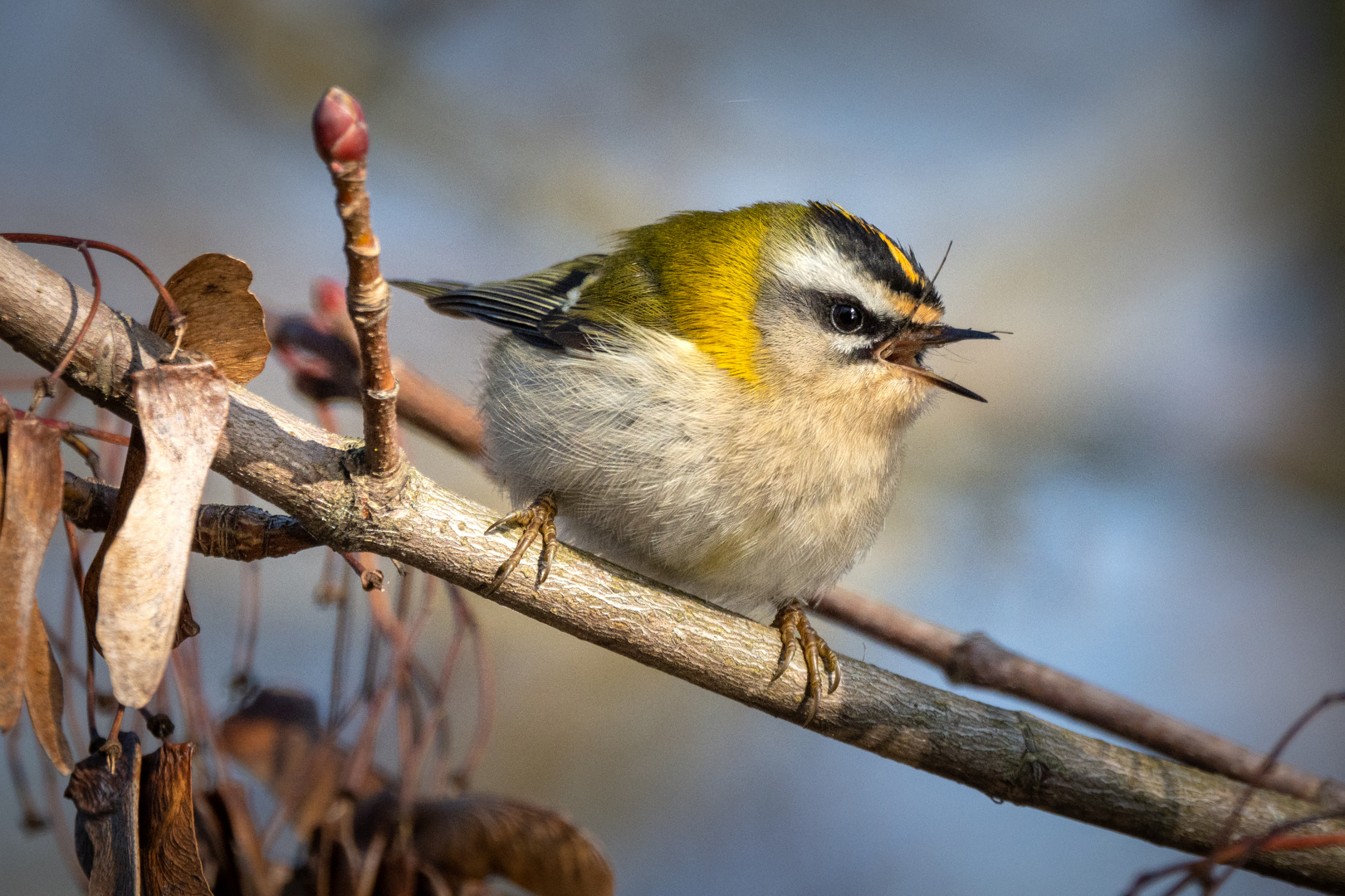 Sommergoldhähnchen Bilder: Bring the Joy of Nature into Your Home!