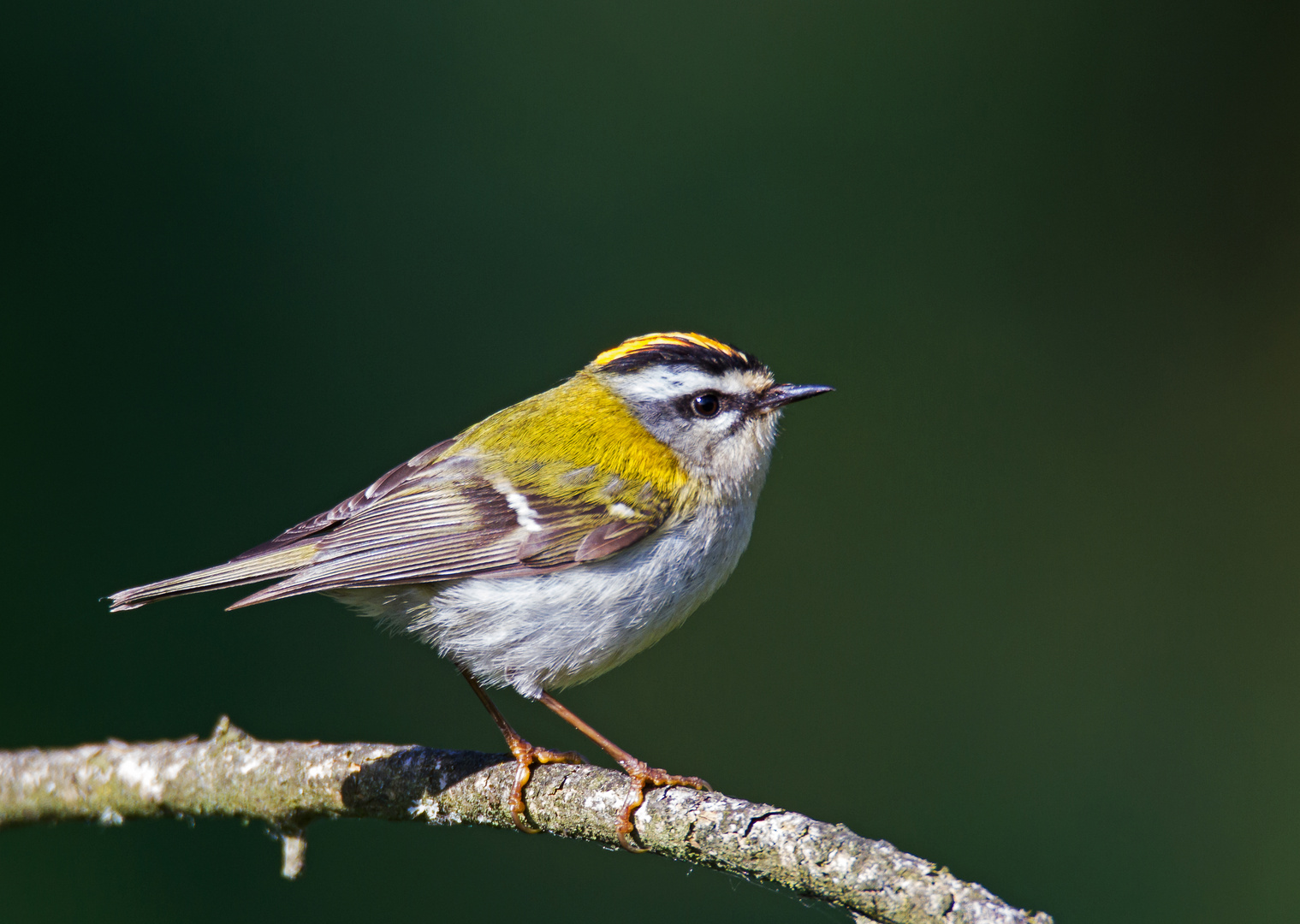 Sommergoldhähnchen