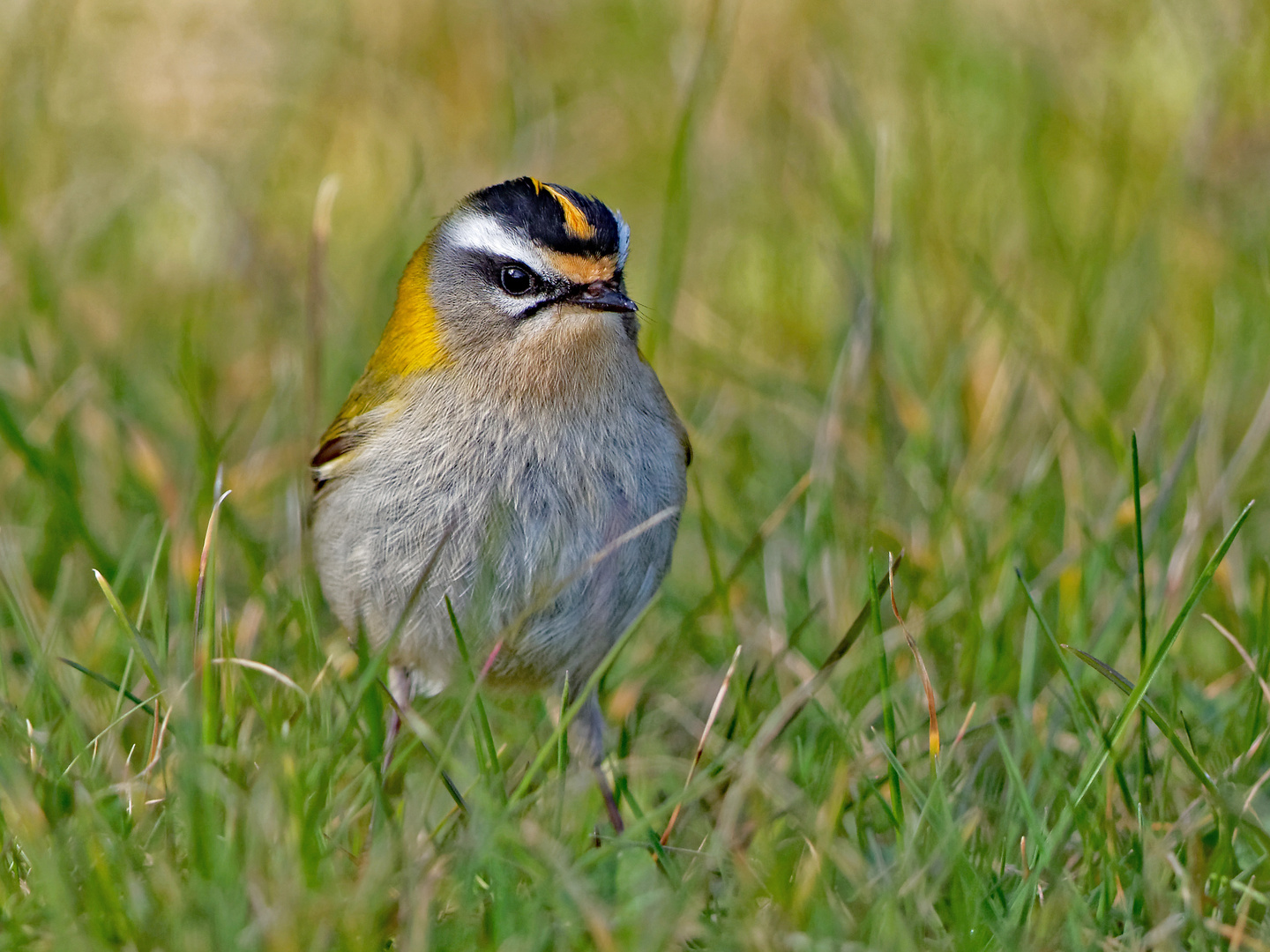 Sommergoldhähnchen