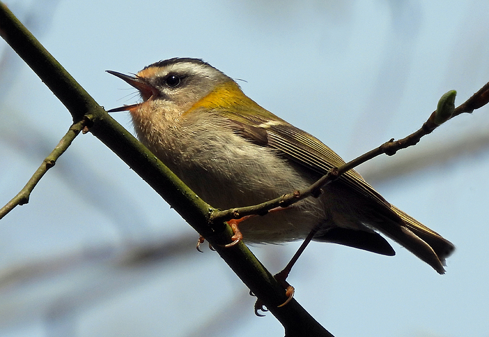 Sommergoldhähnchen