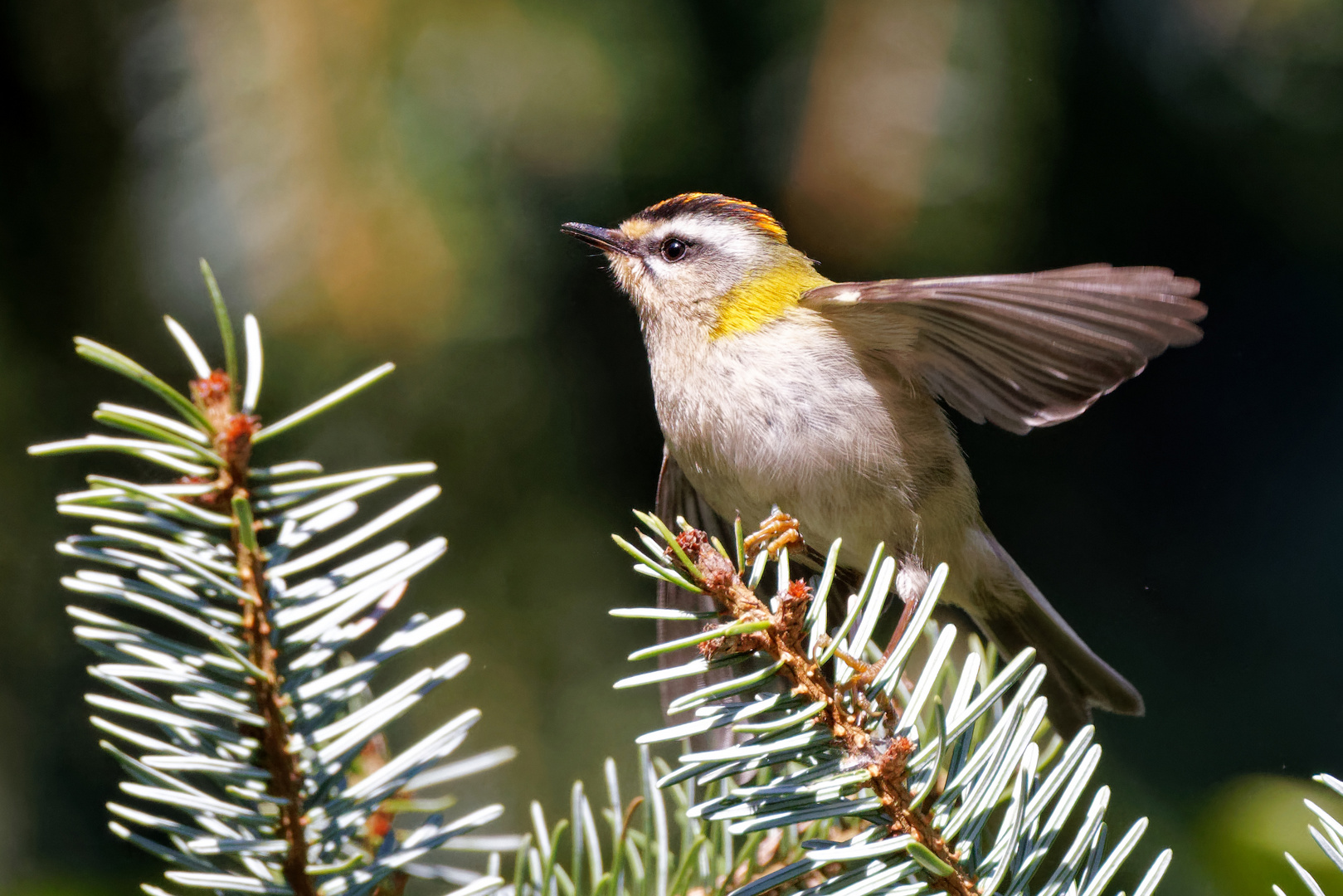 Sommergoldhähnchen