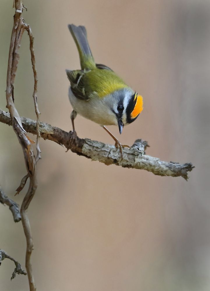 SOMMERGOLDHÄHNCHEN