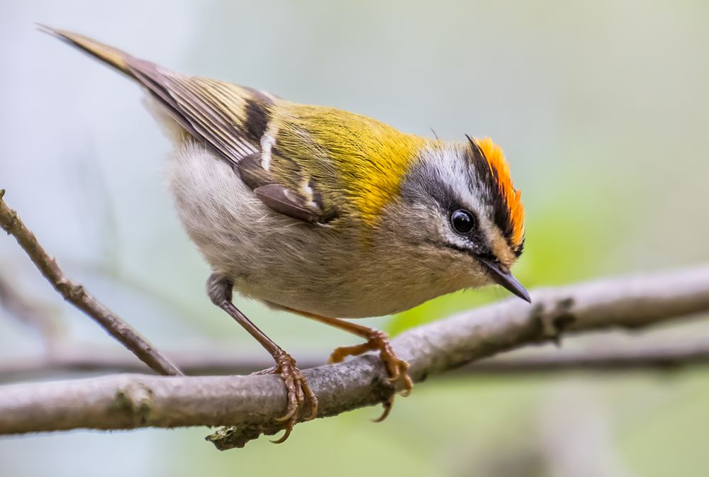 SOMMERGOLDHÄHNCHEN