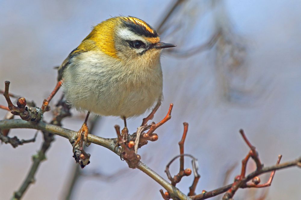 "SOMMERGOLDHÄHNCHEN"